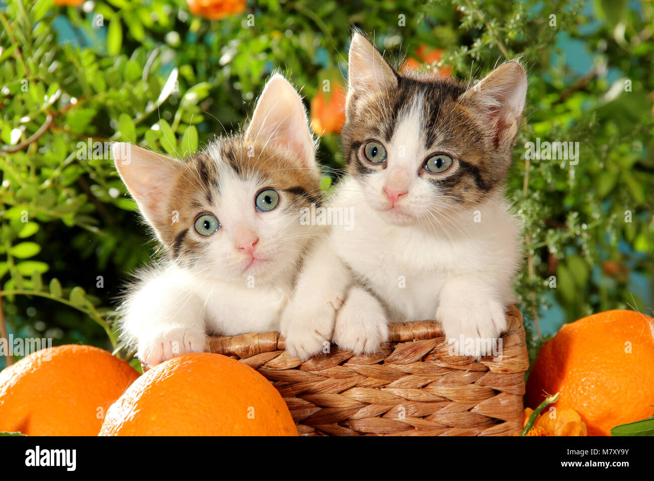 Deux chatons mignons, blanc tabby, assis dans un panier Photo Stock Alamy