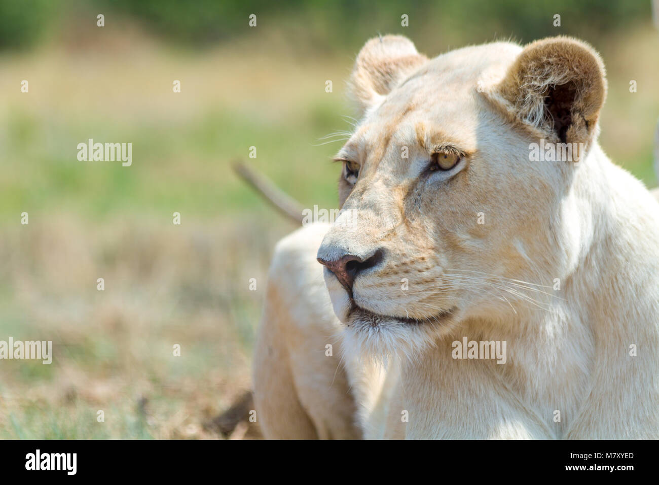 Femme Lion blanc en Afrique du Sud Banque D'Images