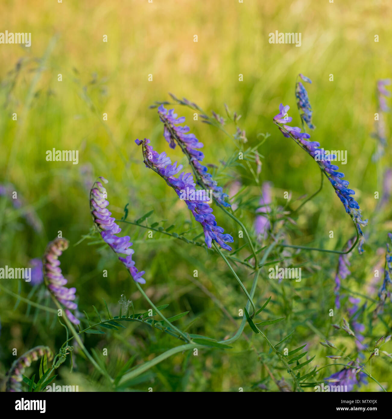Fleurs de pois dans un pré. La saison du printemps. Banque D'Images