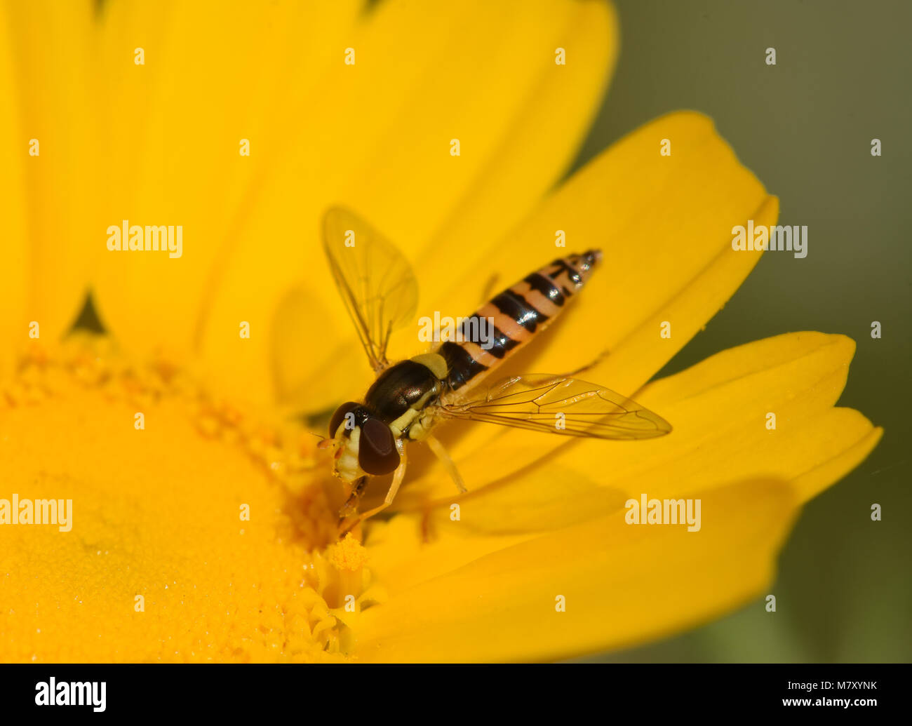 Hoverfly on flower Banque D'Images