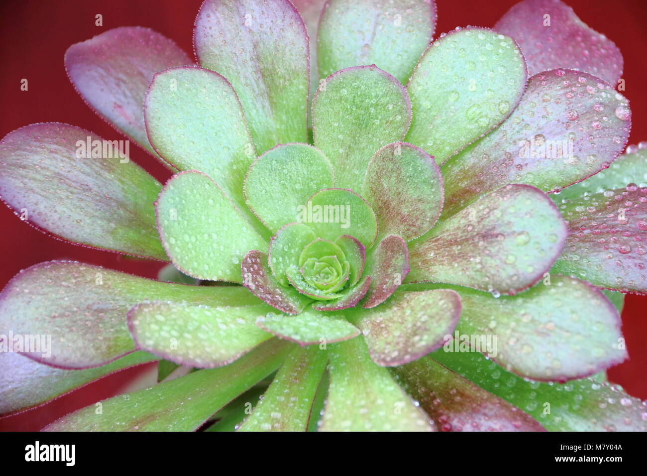 Aeonium Aeonium Arboreum, arbre, Irish rose Banque D'Images