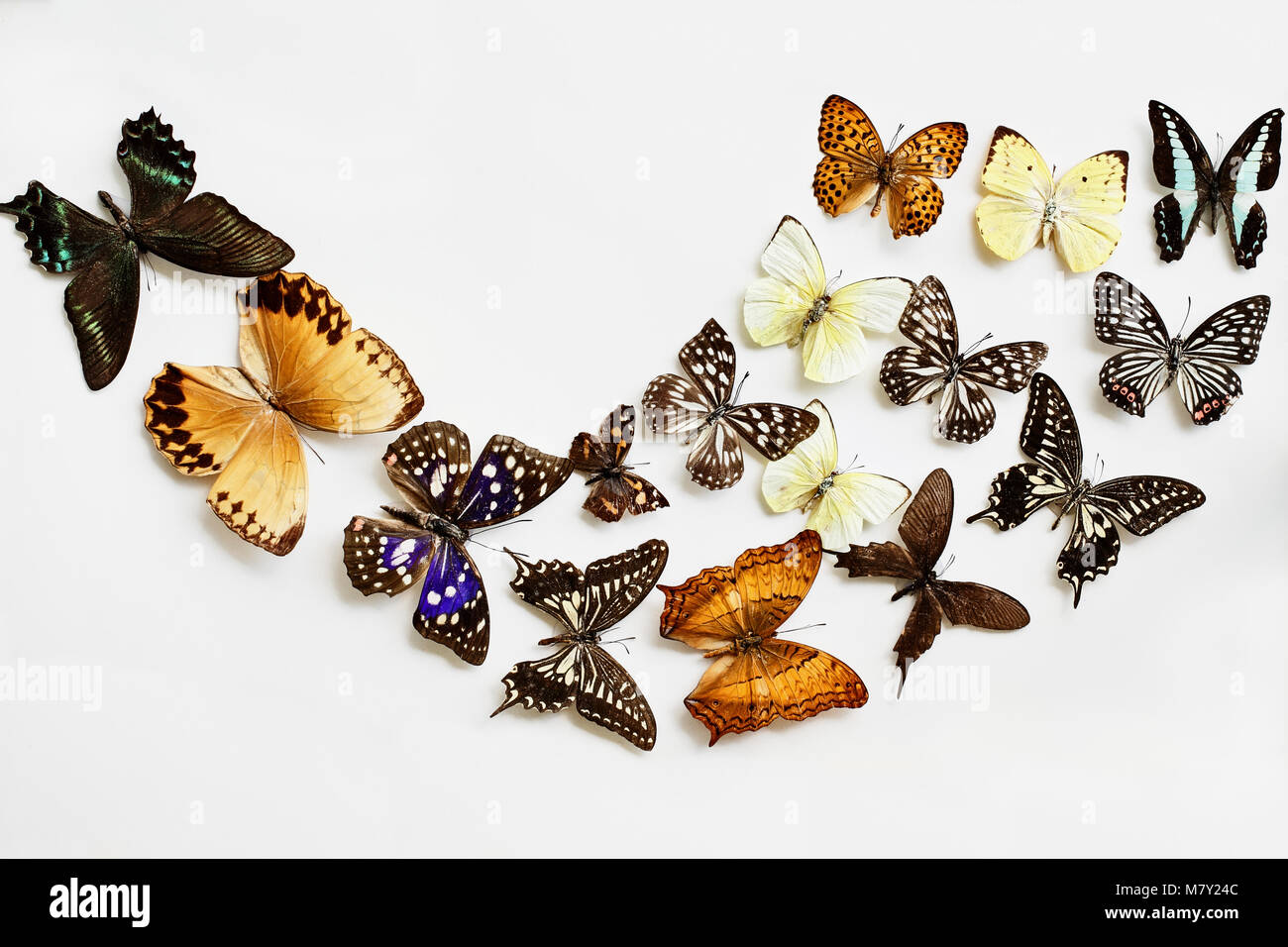 Variété de papillons sur fond blanc. Tourné en image flatlay style. Banque D'Images
