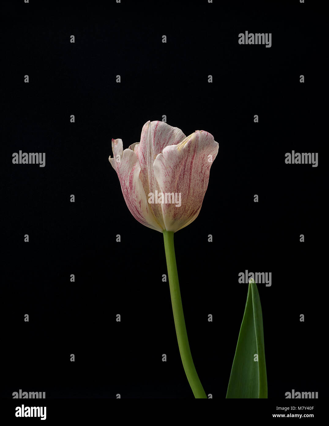 Tulip sur noir, blanc fleur, belle fleur sur fond noir Banque D'Images