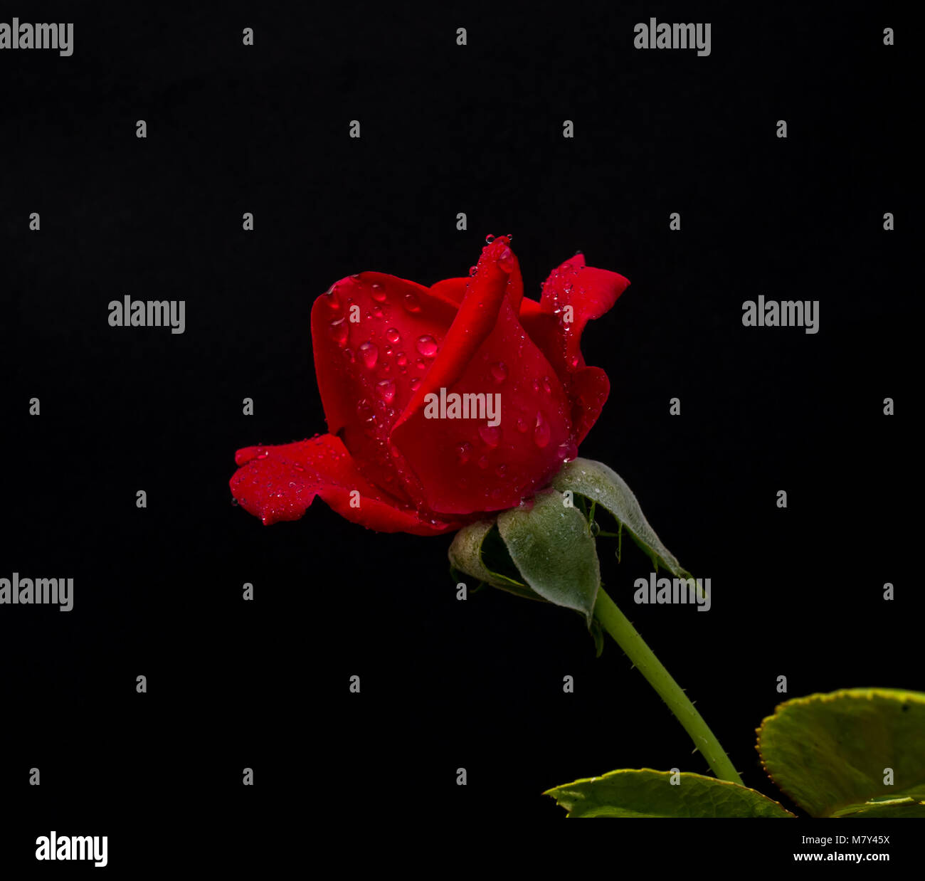 Rose rouge fleur sur fond noir, Banque D'Images