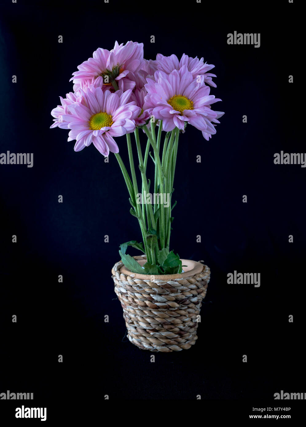 Les chrysanthèmes dans un vase avec main faite sur fond noir Banque D'Images