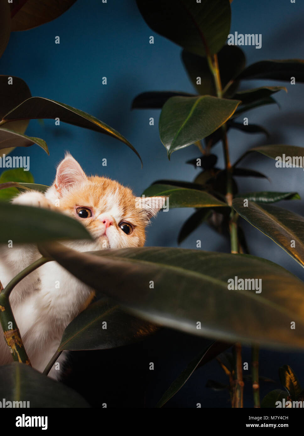 Un Exotic shorthair chaton (8 semaines) d'entrer dans une plante d'intérieur. Banque D'Images