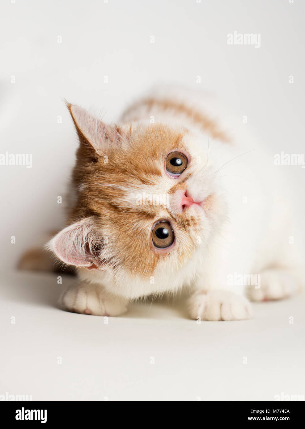 Un chaton Exotic shorthair looking up (8 semaines). Banque D'Images