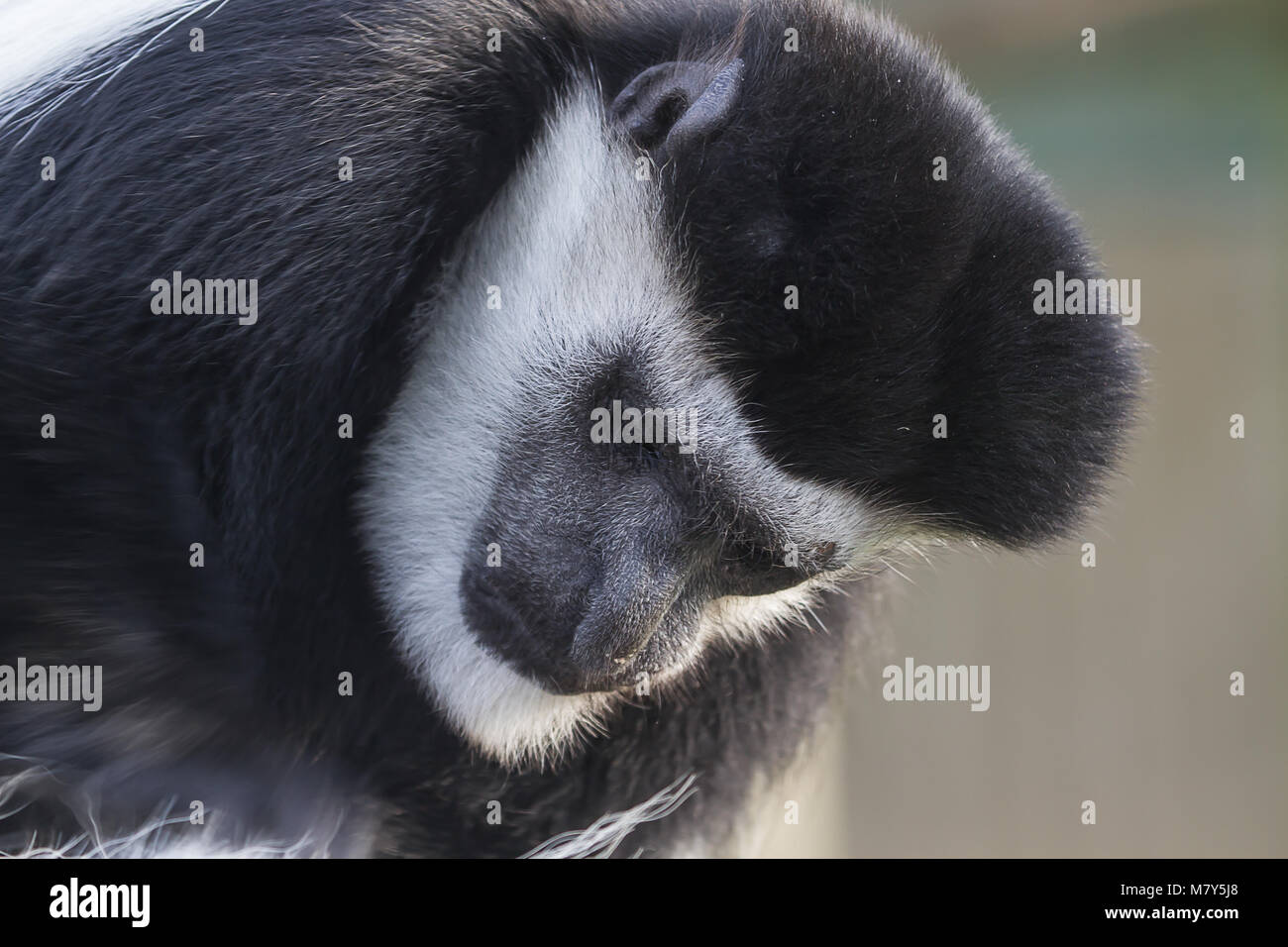 Close-up photo portrait d'un singe Colobus noir et blanc Banque D'Images