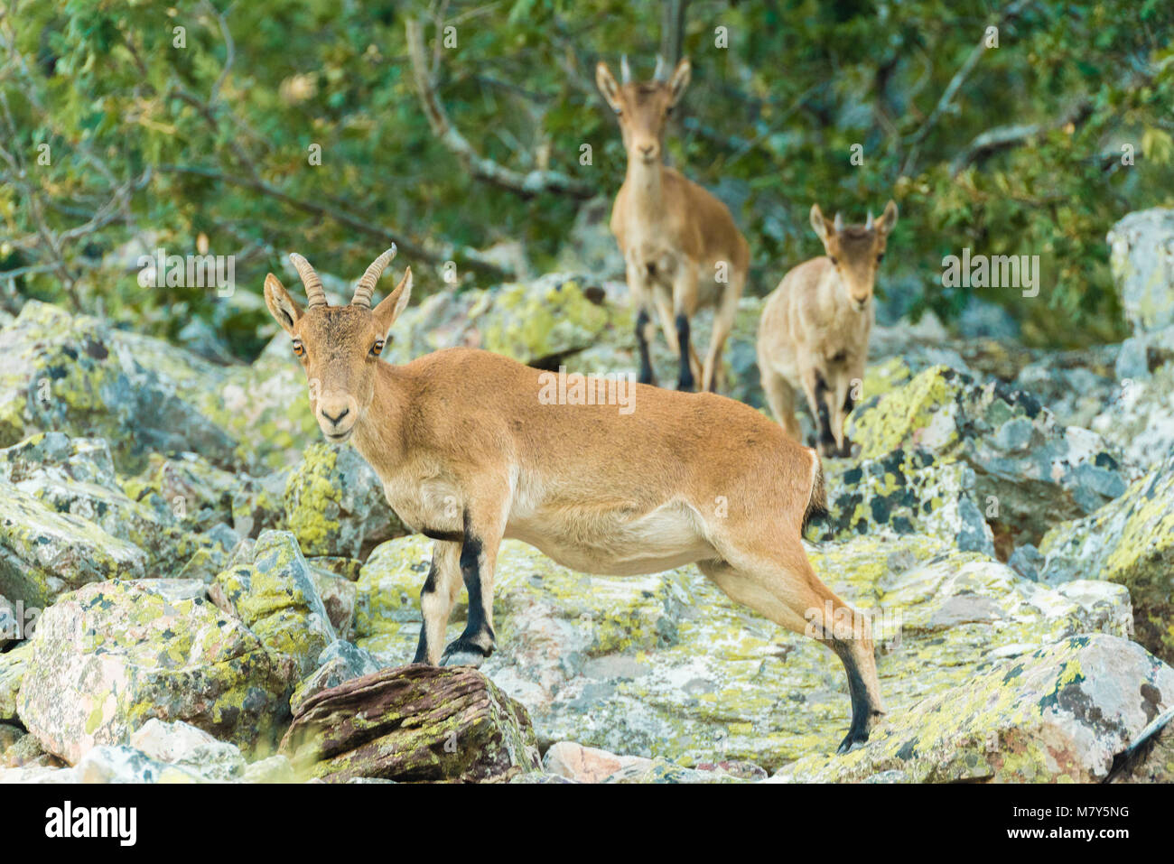 Cabra montes (Capra pirenaica) Banque D'Images