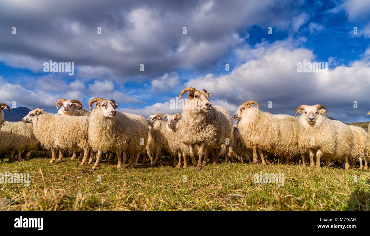 Les moutons islandais, round-up de l'automne, l'Islande Banque D'Images