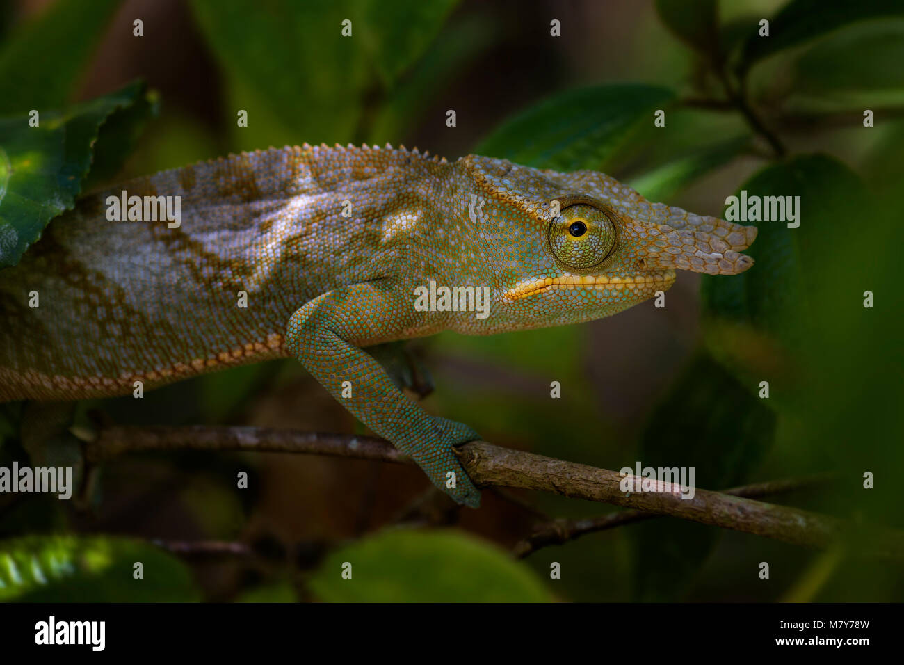 - Caméléon Furcifer bifidus, beau vert caméléon endémique dans les forêts de Madagascar. Banque D'Images