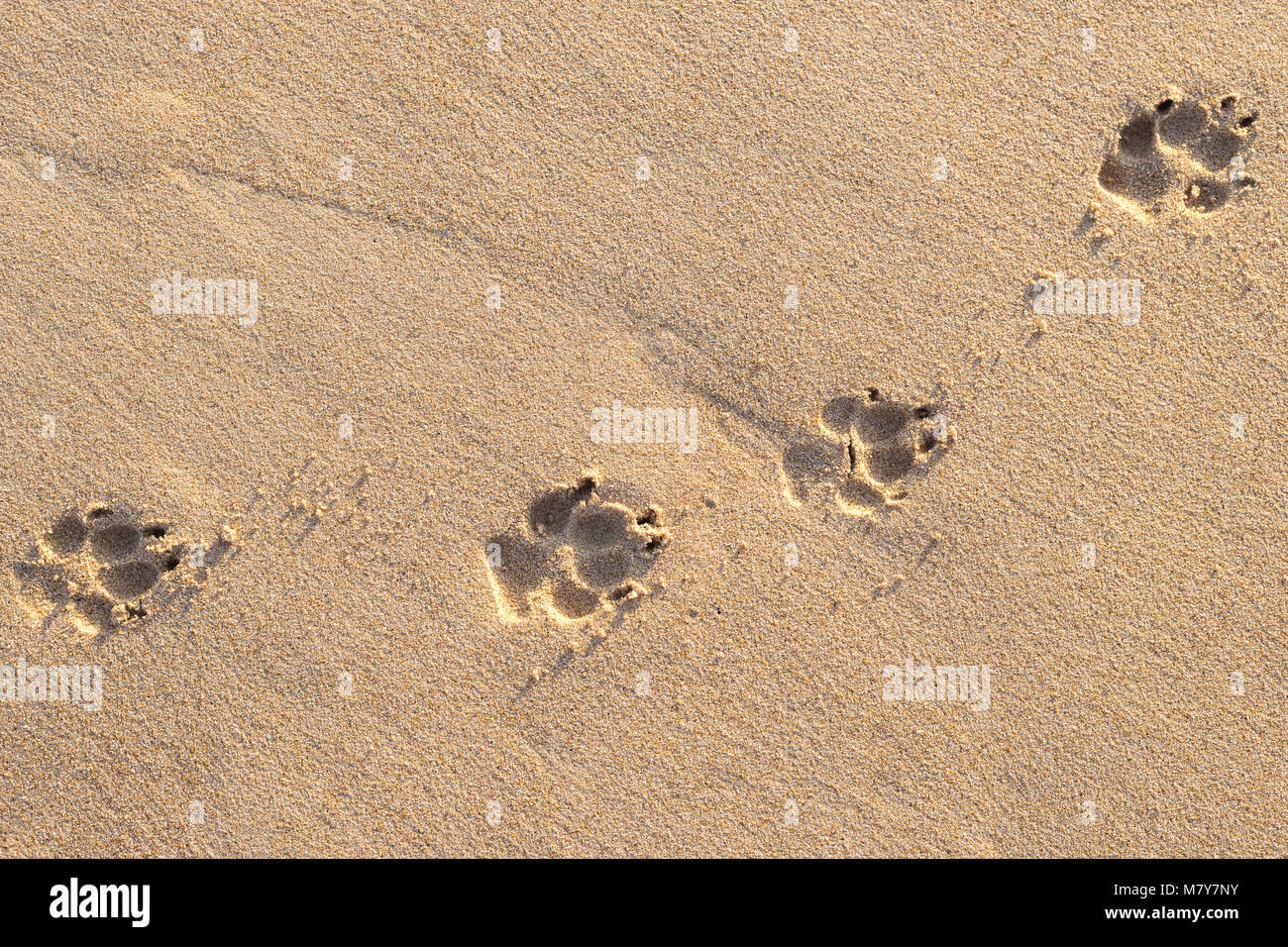 Photo de chien (animal) empreinte sur la plage tropicale Banque D'Images