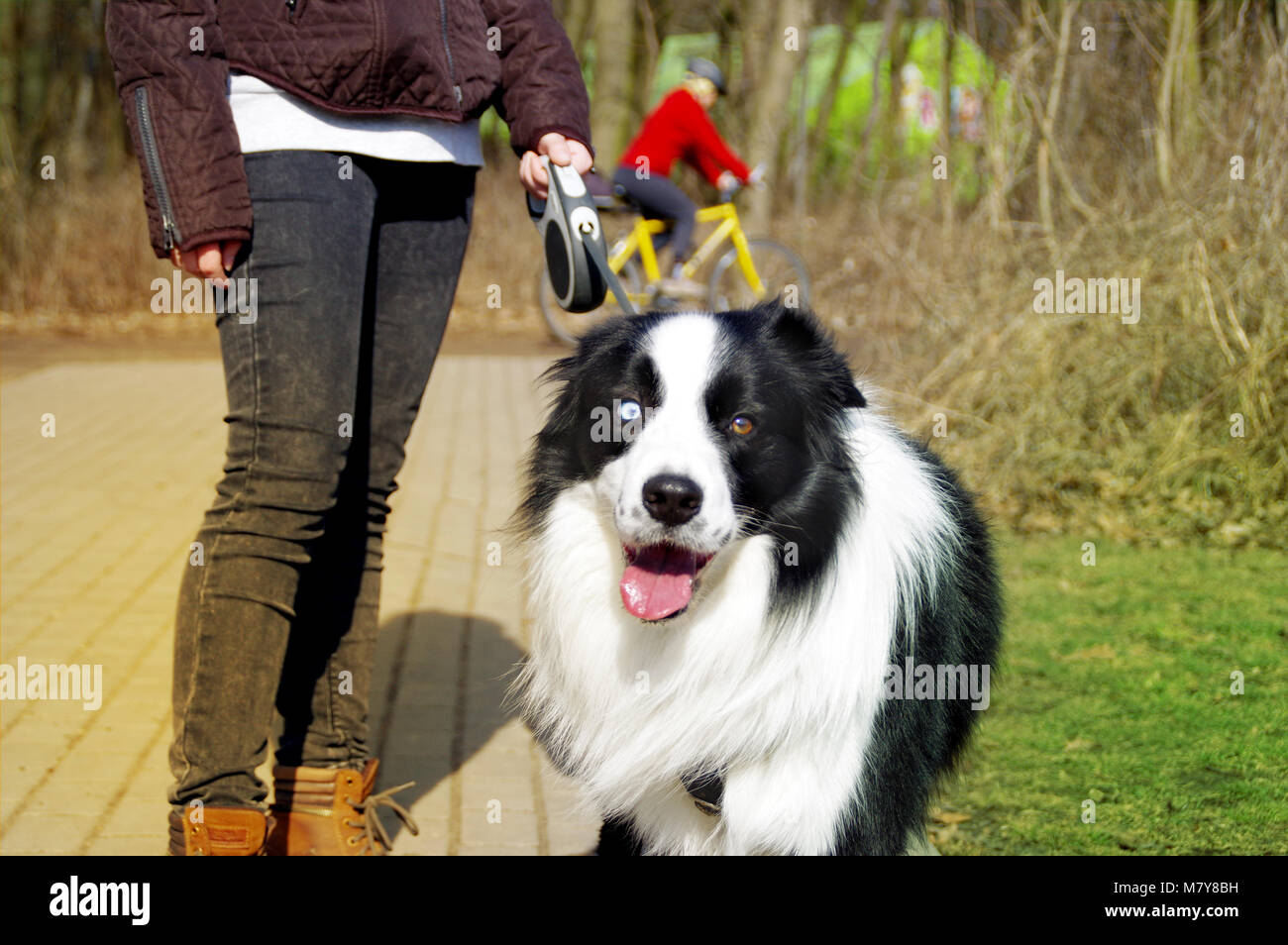 Heureux Border Collie chien en laisse marcher avec girl in park. Première promenade animaux de compagnie au printemps. Banque D'Images