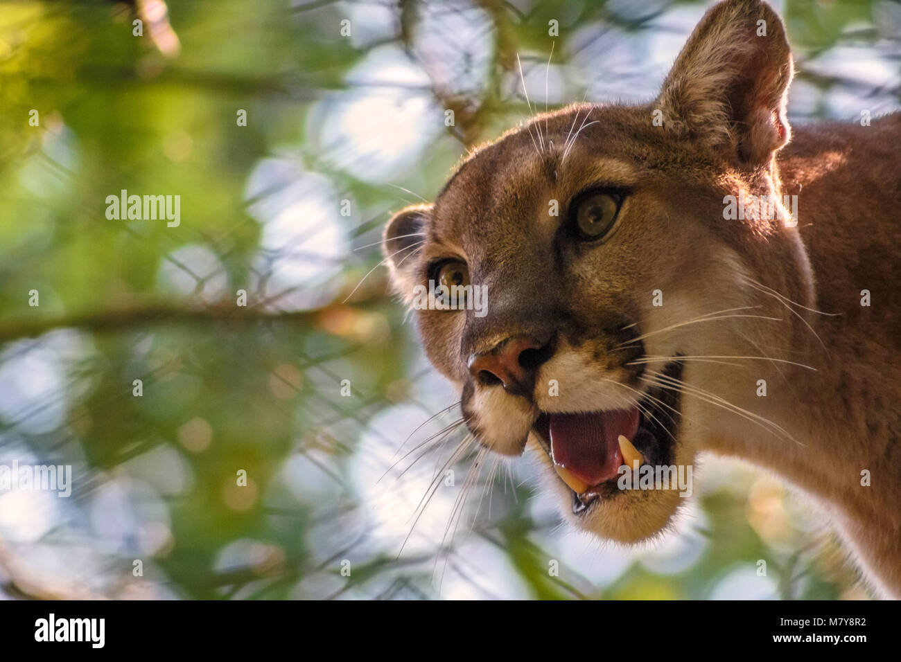 Close-up of a Cougar (Puma concolor) sur un fond de feuilles et de clôture, à l'ouest de la Caroline du Nord Nature Centre à Asheville, NC, USA Banque D'Images