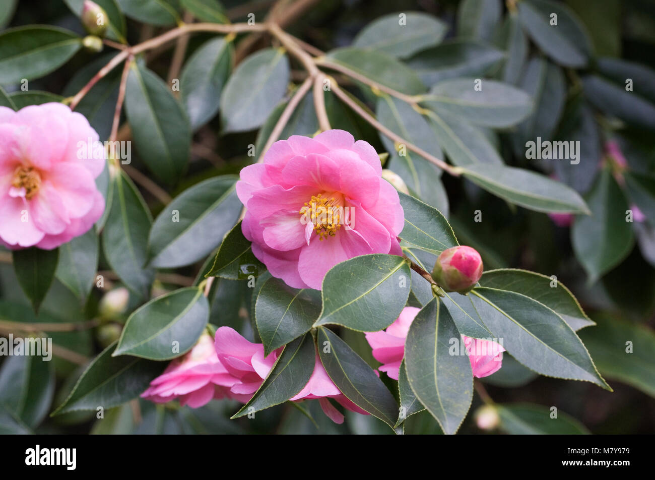 Camellia x williamsii 'la duchesse de Cornouailles' fleurs. Banque D'Images