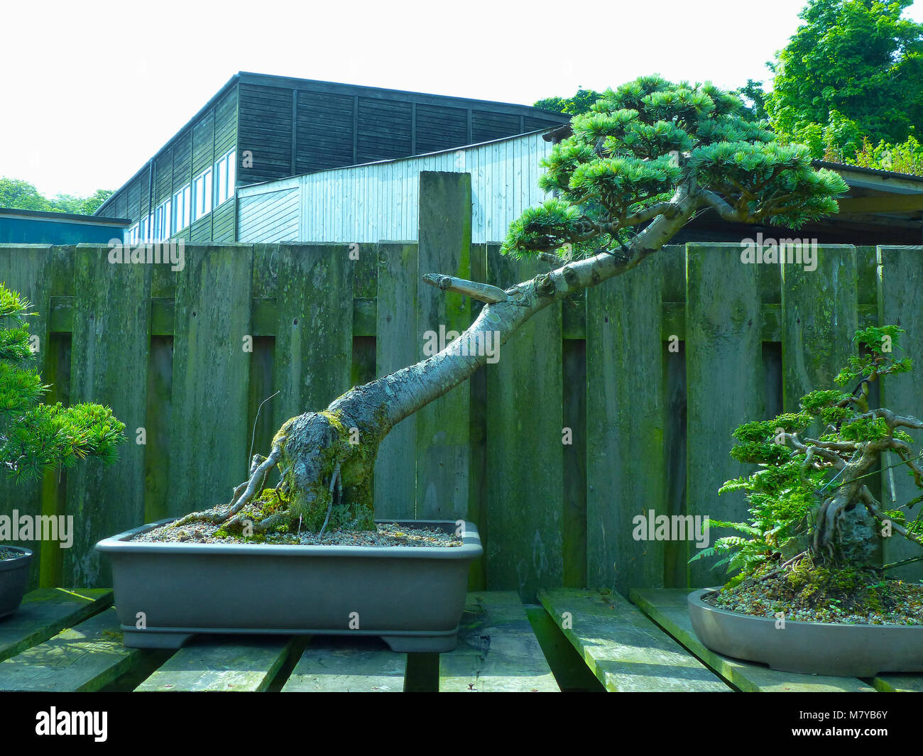 Spécimen remarquable verticale informelle Lonicera bonsaï sur l'affichage dans un jardin dans les amateurs de Bangor Northern Ireland Banque D'Images