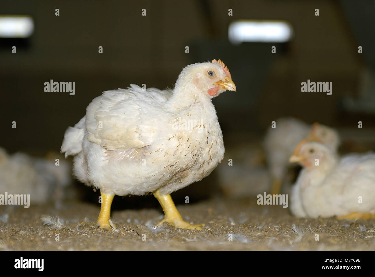 L'engraissement de poulets de 16 Banque D'Images