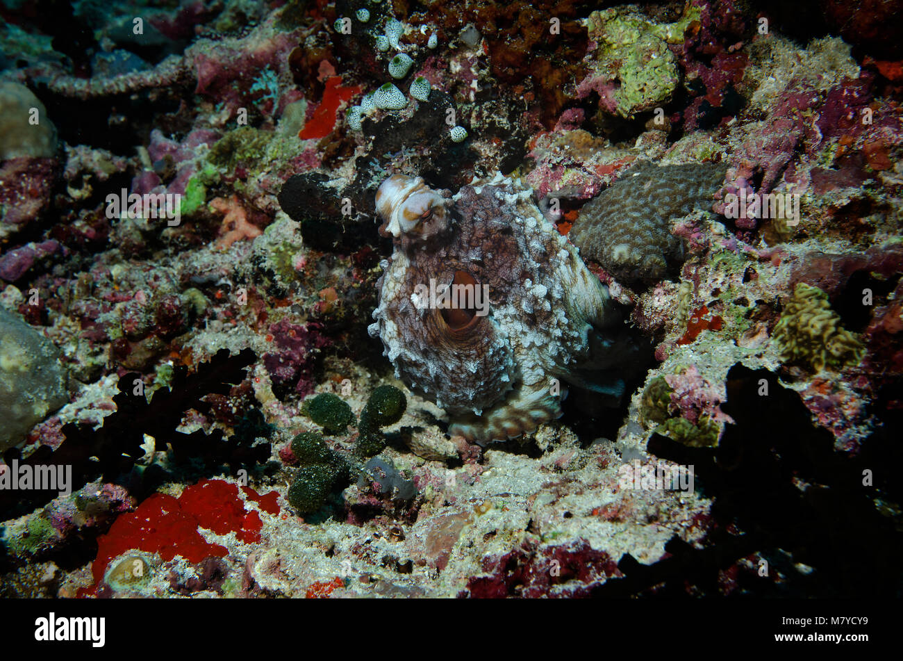 Octopus Octopus cyanea, jour, sur les récifs coralliens dans Ari Atoll, Maldives Banque D'Images