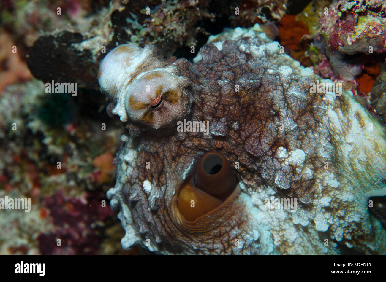Close up de la journée, Octopus Octopus cyanea, sur les récifs coralliens dans Ari Atoll, Maldives Banque D'Images