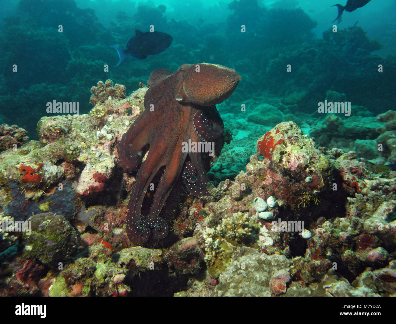 Octopus Octopus cyanea, jour, sur les récifs coralliens dans Ari Atoll, Maldives Banque D'Images