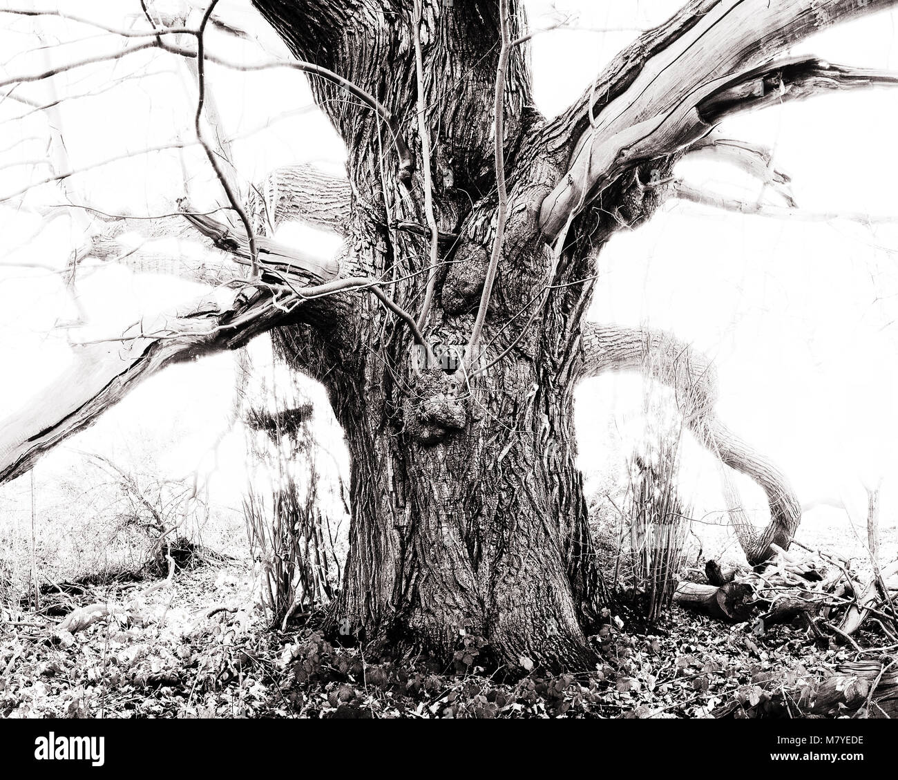 Ancient, noueux et tordus de troncs d'arbre. Partie d'une série sur l'ancienne et vieux arbres Banque D'Images