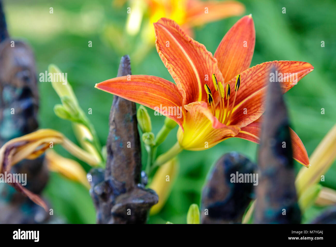 Un lis du jour ou Tiger Lily s'accroître par une clôture de fer antique Banque D'Images
