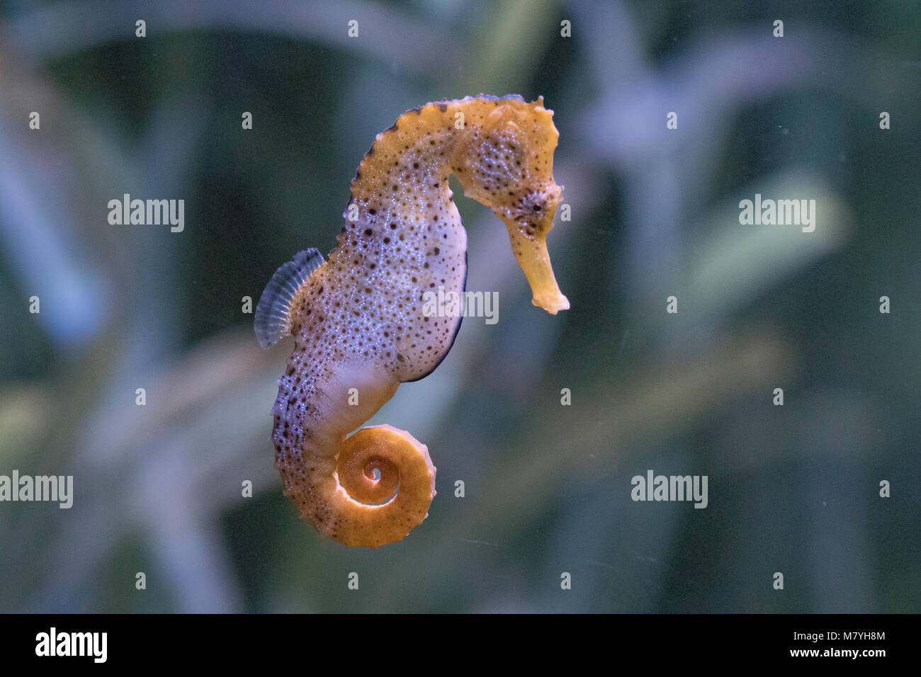 Longsnout Seahorse Banque D'Images