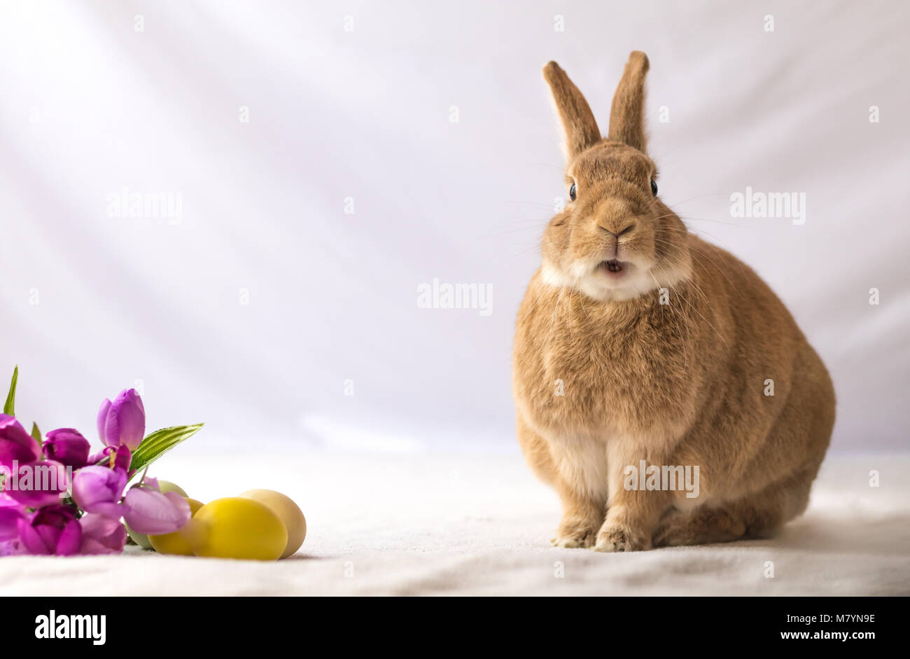 Tan et Rufus colored Easter Bunny rabbit permet des expressions drôles contre un fond et fleurs tulipes dans réglage vintage, place pour le texte Banque D'Images