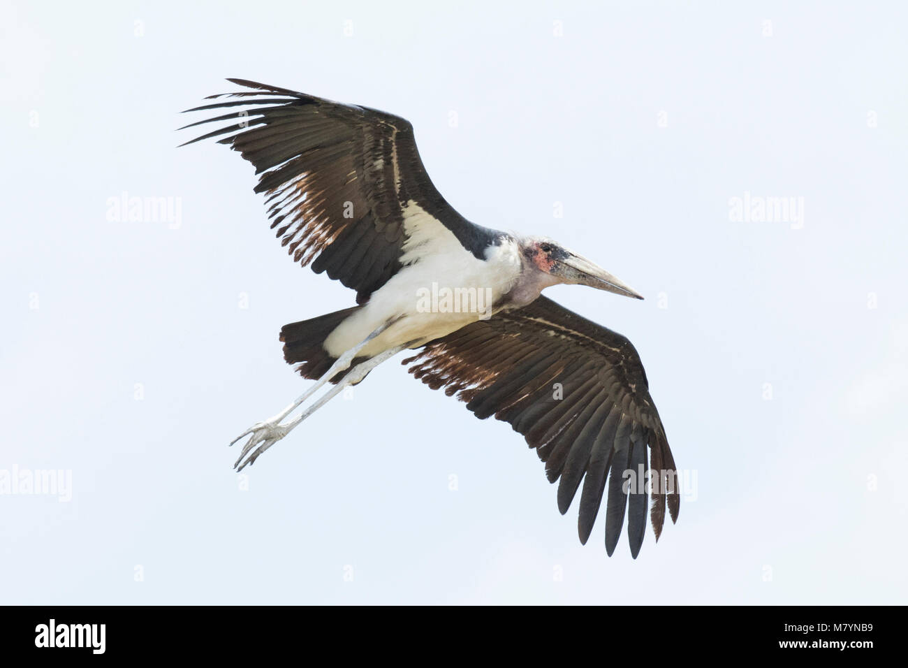Marabou Stork volant dans le ciel Banque D'Images