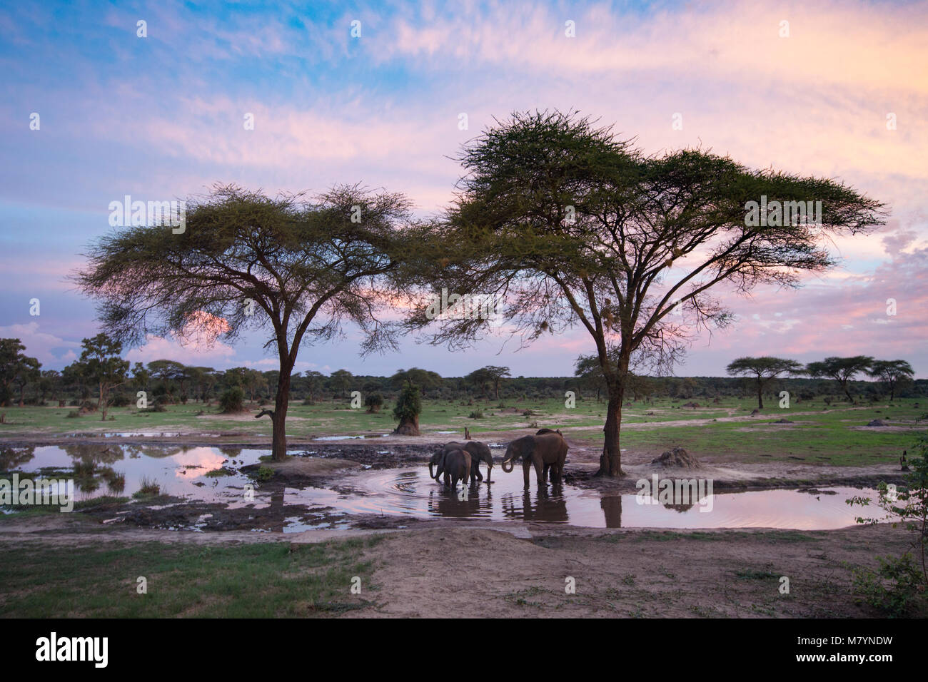 Les éléphants de boire à un point d'eau au coucher du soleil. Banque D'Images