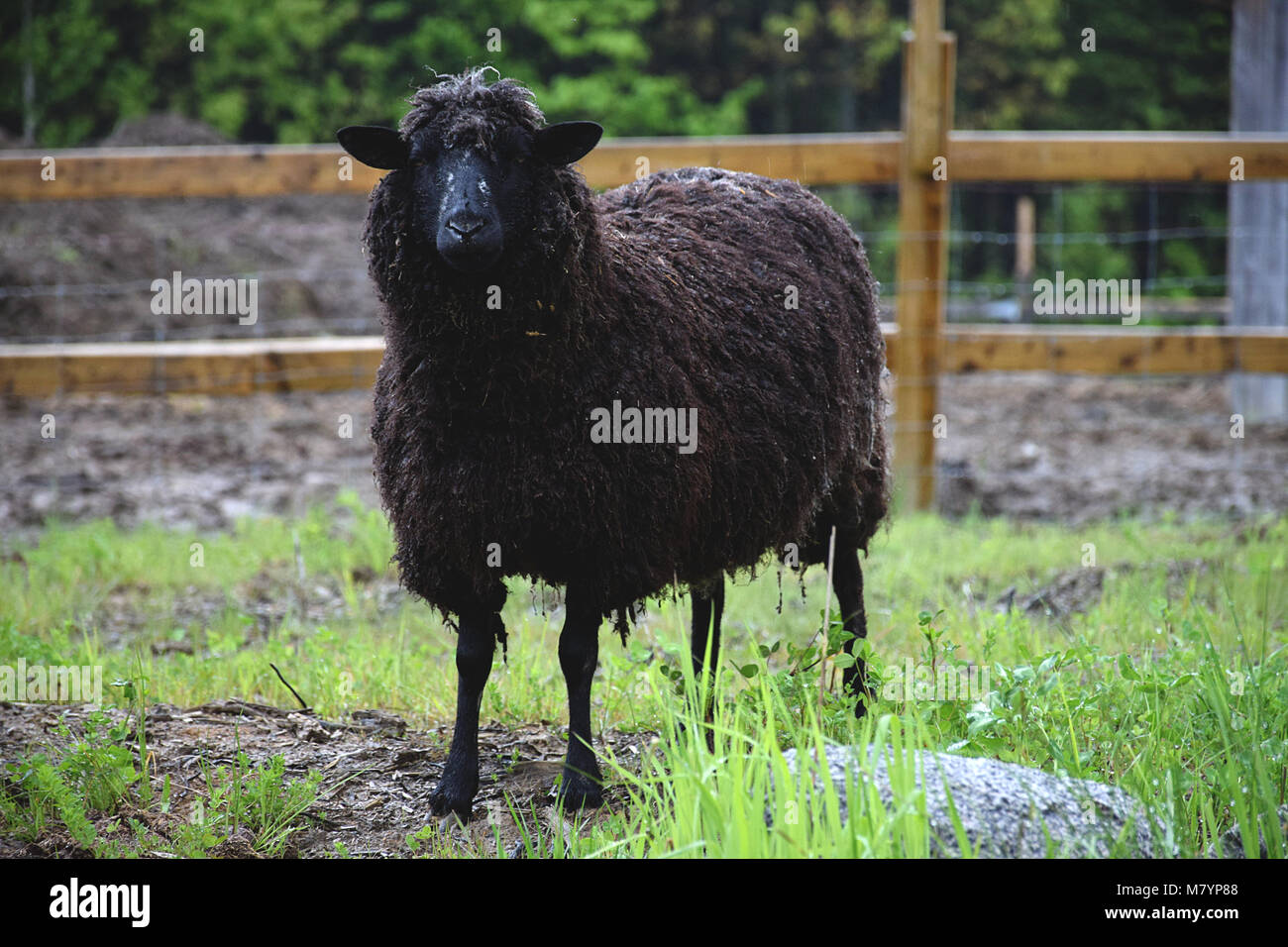 Black Sheep et producteur de laine naturelle Banque D'Images