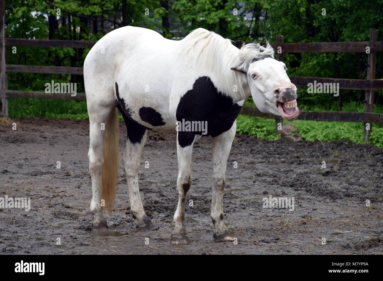 Cheval qui rit Banque D'Images