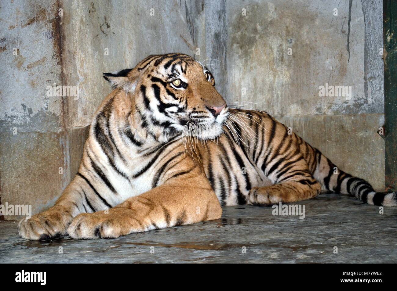 Deux ans et demi d'hommes jeunes Dhanush tigre de Mysore échange étant à l'état de l'Assam à Guwahati Zoo sur 12-03-18. Pix par Bose Abhijit Banque D'Images