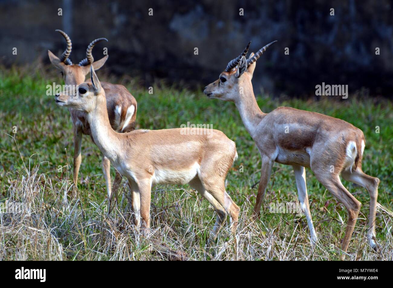Deux ans et demi jeune mâle tiger Dhanush et trois peacock et trois cerfs étant l'échange de Mysore Zoo à l'état d'Assam dans Guwahati sur 12-03-18. Pix par Bose Abhijit Banque D'Images