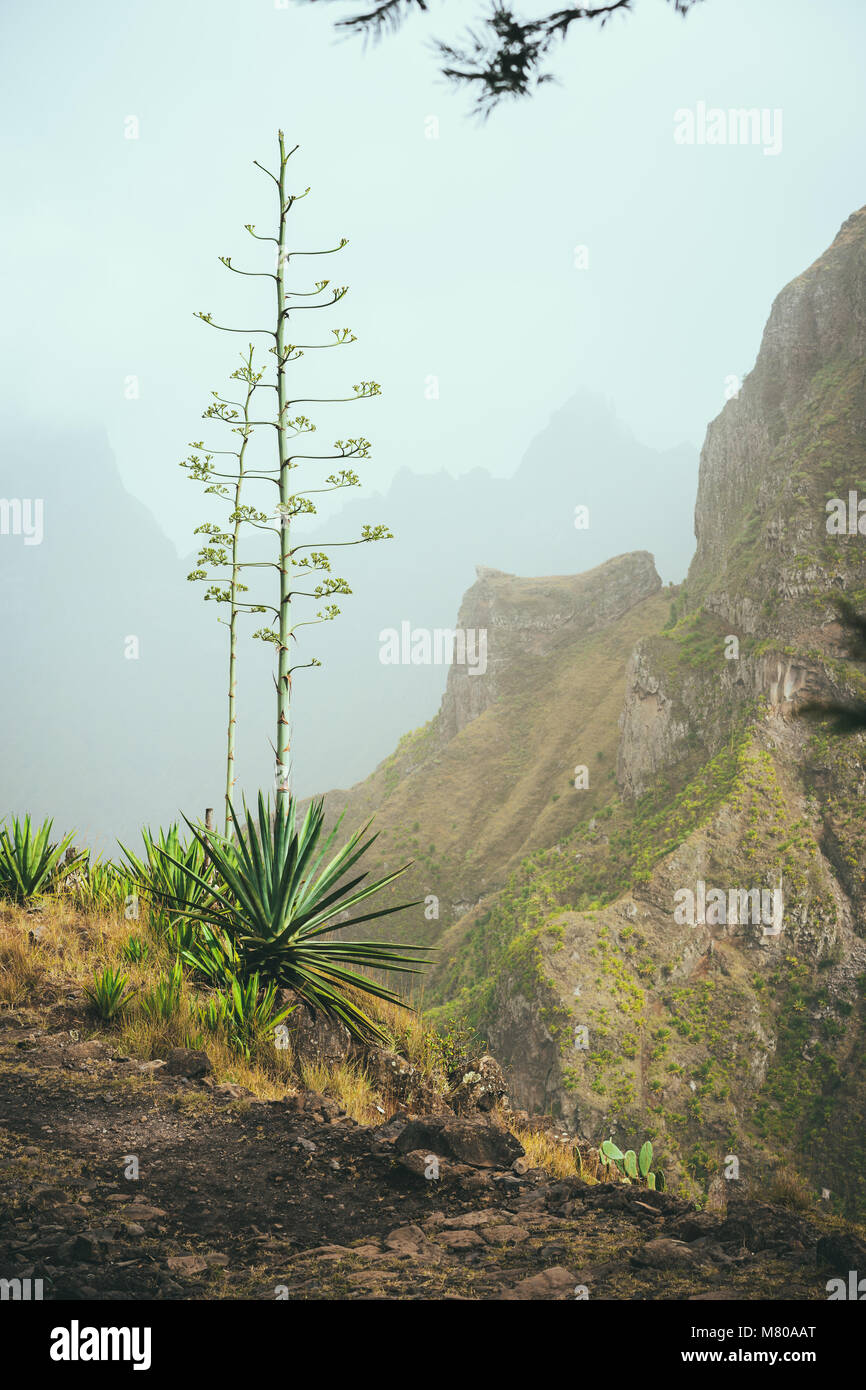 Fleur d'Agave sur le bord du chemin en haute montagne. L'île de Santo Antao, Cap-Vert Cabo Verde Banque D'Images