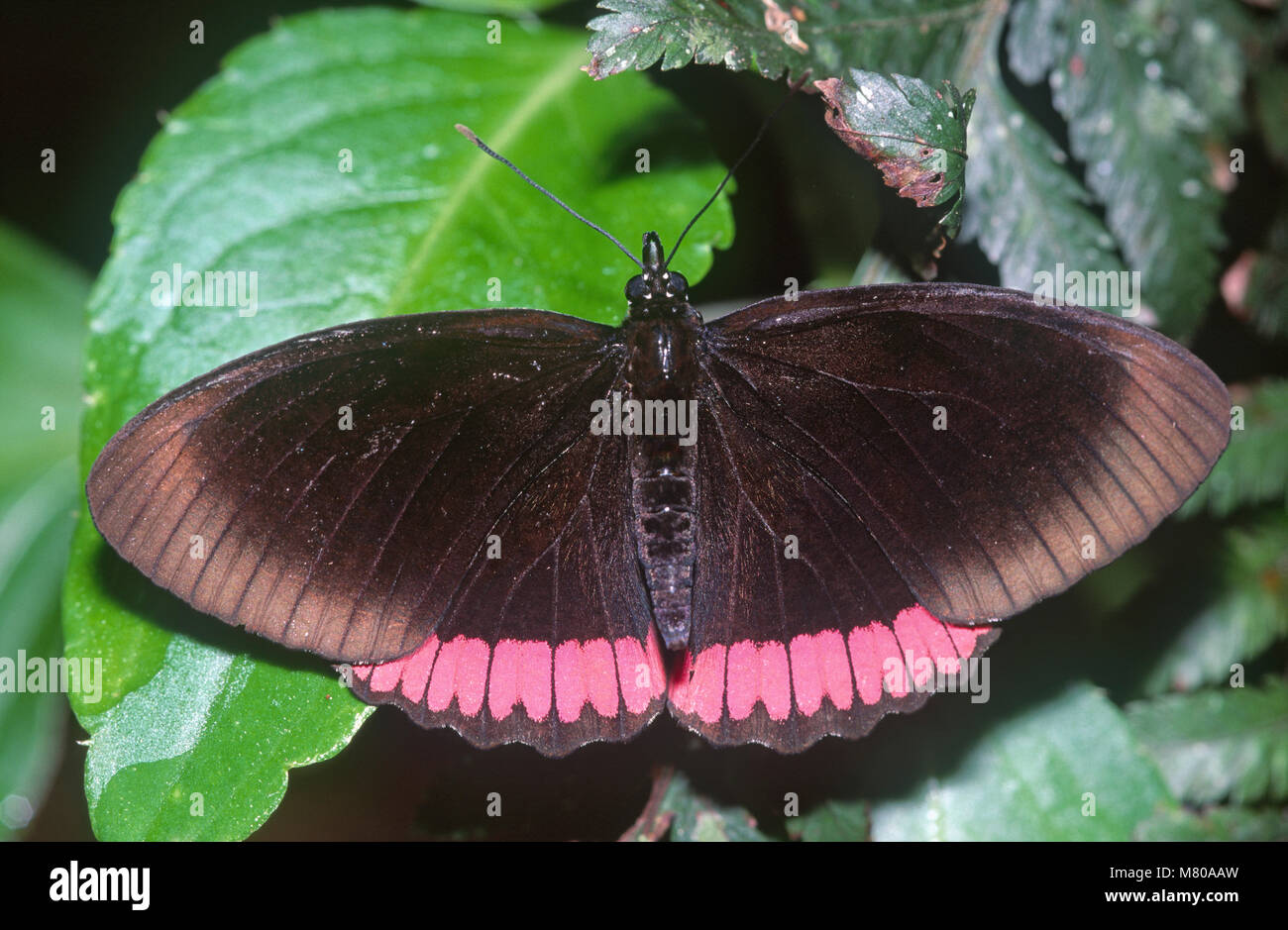 Papillon rouge-rim (Wiesbaden hyperia) Nymphalidae, Brésil Banque D'Images