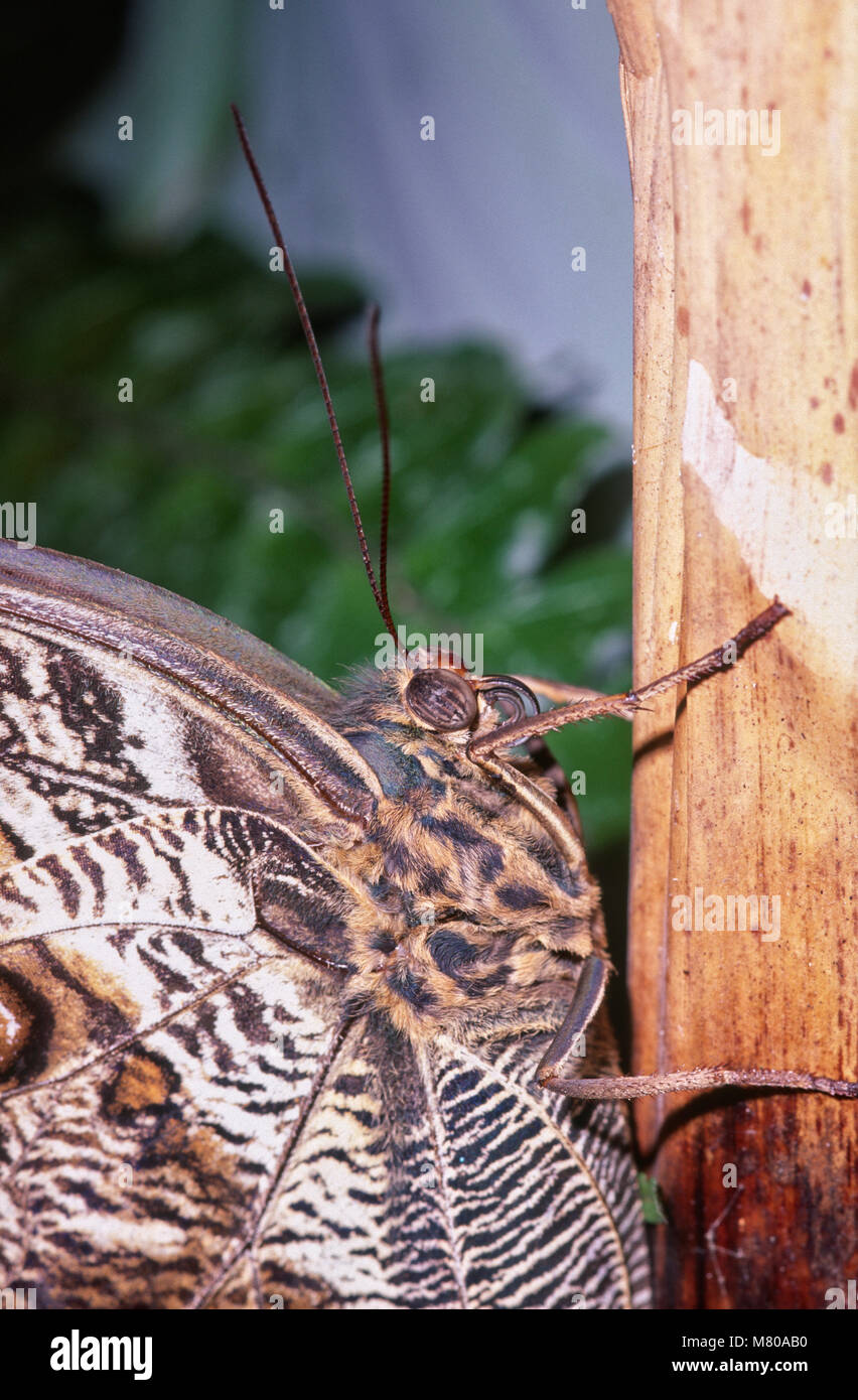 Owl, Papillon Caligo sp (Nymphalidae), Parque das Aves, Foz do Iguaçu, Brésil Banque D'Images