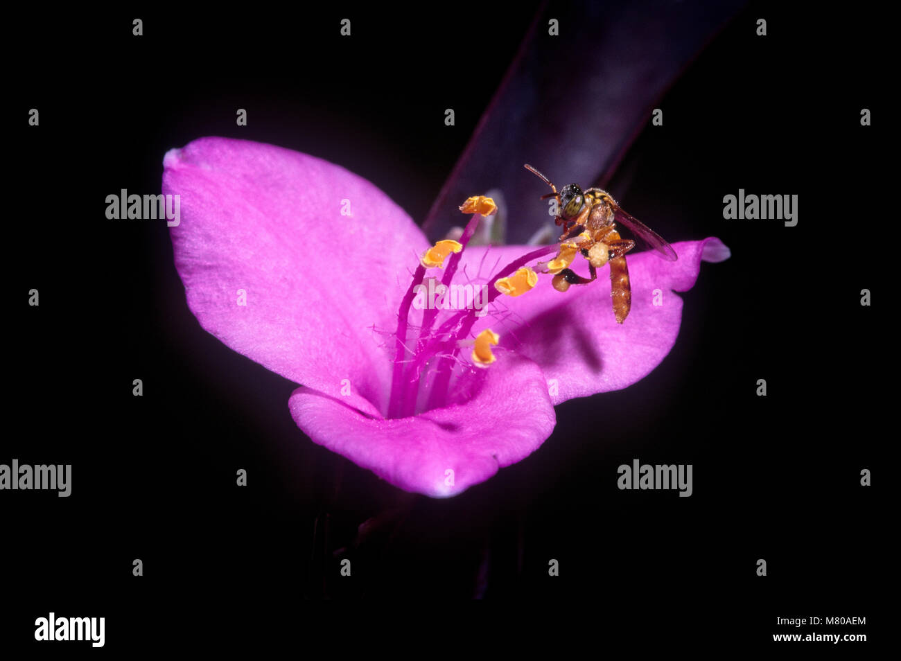 Eusociale abeilles sans dard (Tetragonisca angustula), Foz do Iguaçu, Brésil Banque D'Images