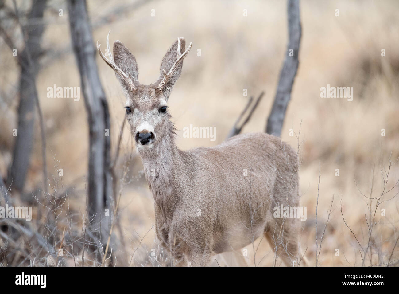 Rocky Mountain le Cerf mulet (Odocoileus hemionus hemionus), Bosque del Apache National Wildlife Refuge, Nouveau Mexique, USA. Banque D'Images