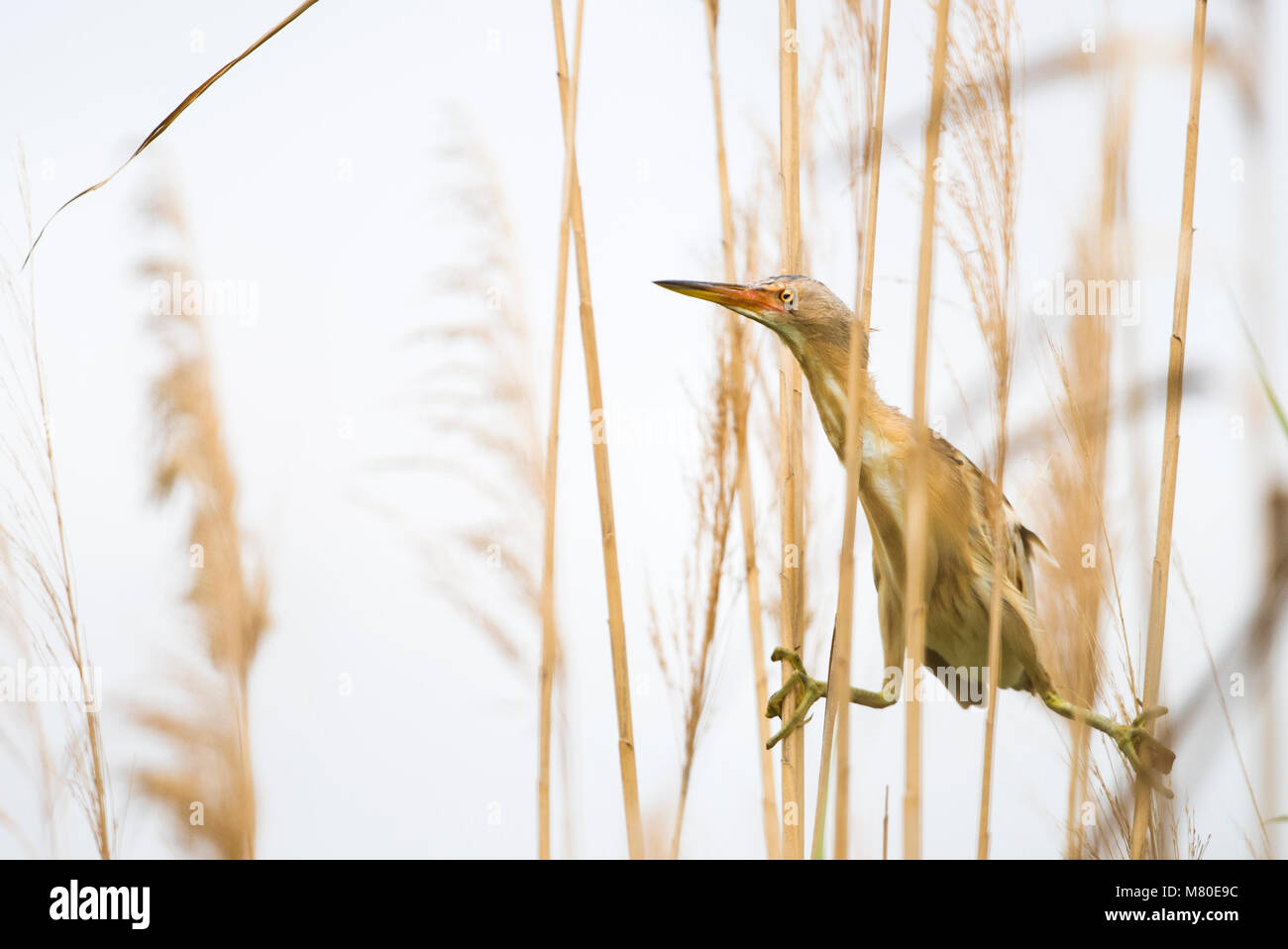 Blongios nain assis entre les roseaux à à Laguna de l'Alfacada, sous la supervision d'Monnatura à Delta Parc natural del delta de l'Ebre Banque D'Images