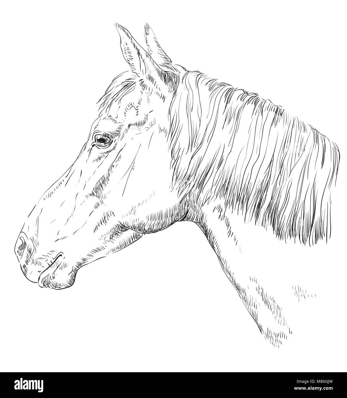 Portrait de cheval. Tête de cheval avec une longue crinière dans le profil en monochrome couleur isolé sur fond blanc. Vector illustration dessin à la main Illustration de Vecteur