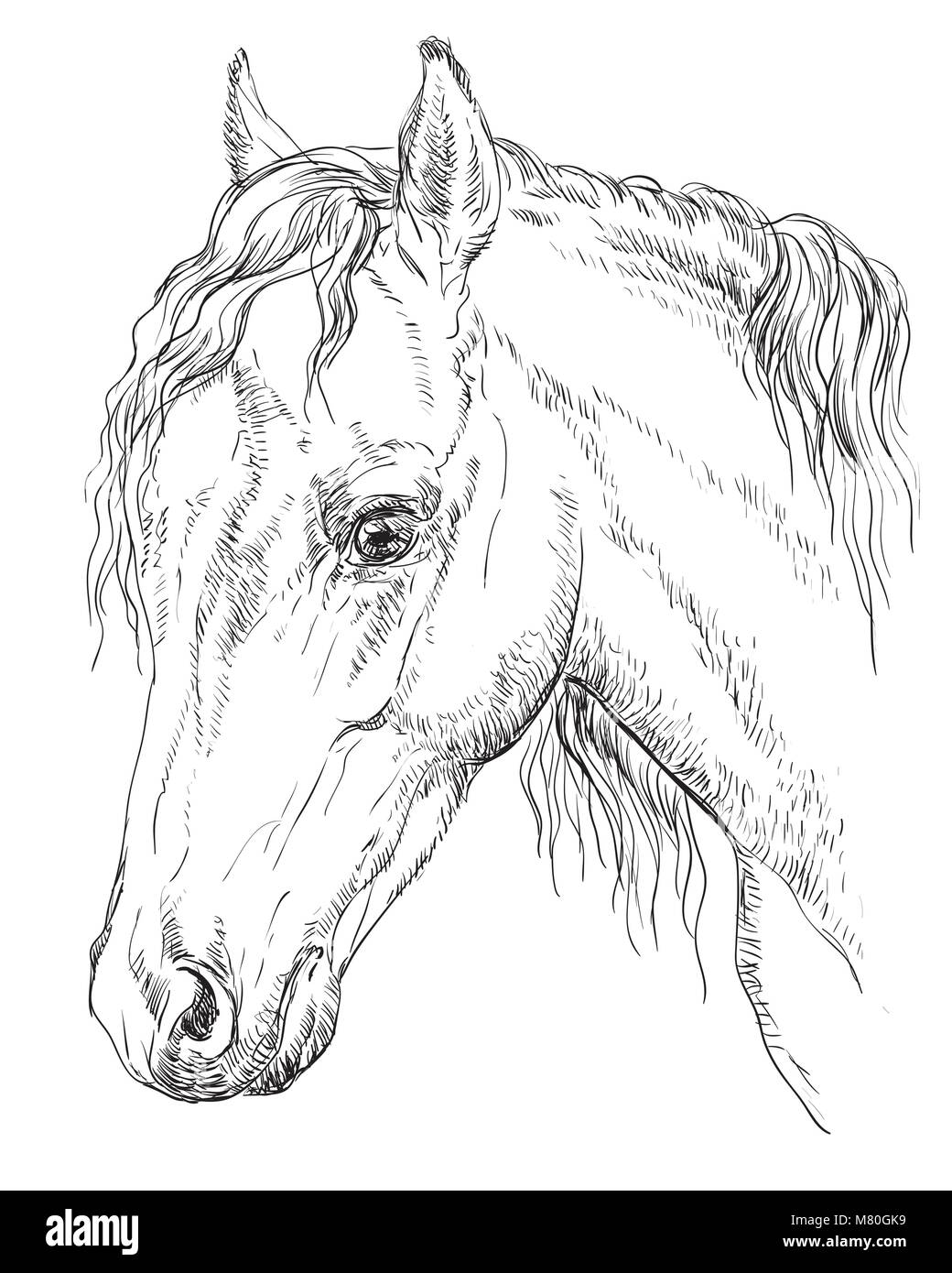 Welsh Pony portrait. Tête de cheval de profil en monochrome couleur isolé sur fond blanc. Vector illustration dessin à la main Illustration de Vecteur