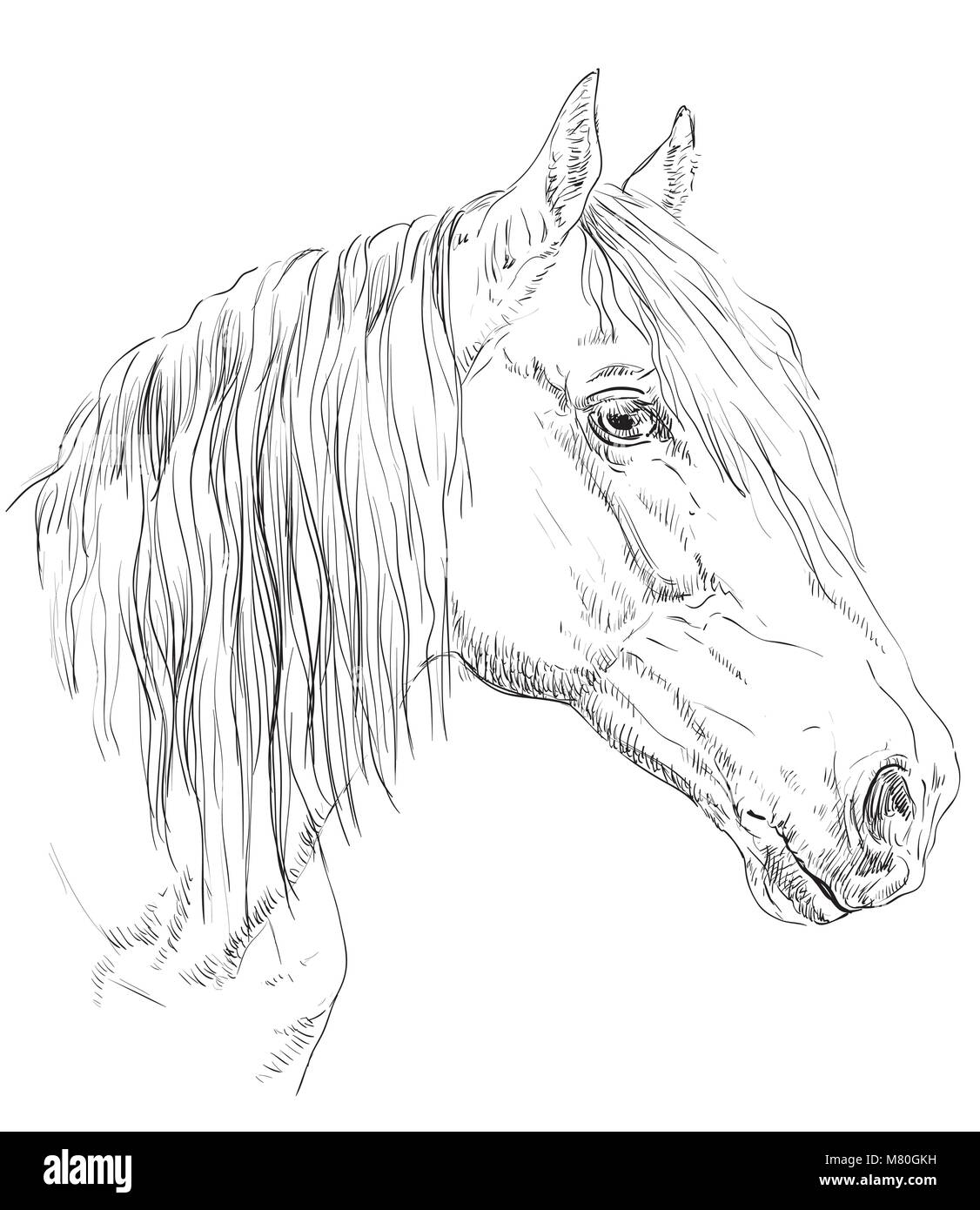 Portrait cheval Trotter Orlov. Tête de cheval de profil en monochrome couleur isolé sur fond blanc. Vector illustration dessin à la main Illustration de Vecteur