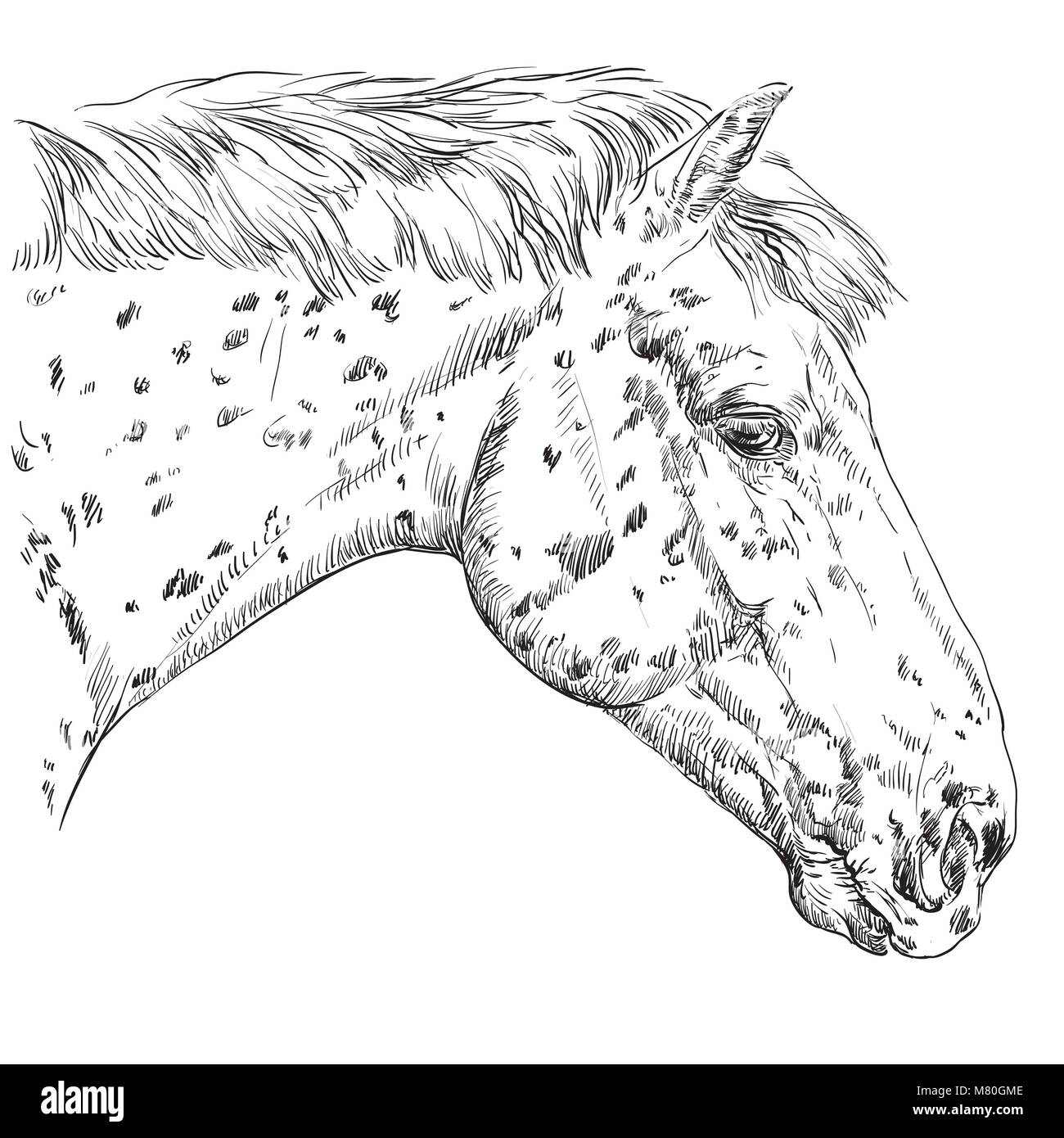 Appaloosa Horse portrait. La tête du cheval repéré dans le profil en monochrome couleur isolé sur fond blanc. Vector illustration dessin à la main Illustration de Vecteur