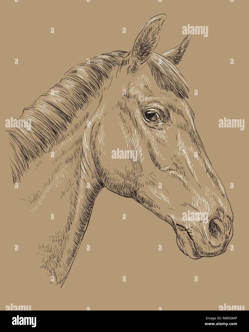 Portrait de chevaux de race Trakehner au Québec. Tête de cheval de profil, en noir et blanc isolé sur fond beige. Vector illustration dessin à la main Illustration de Vecteur