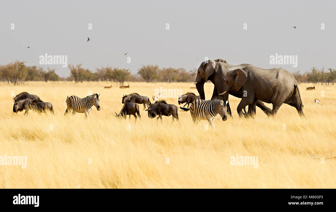 ETOSHA NP, la Namibie : la faune dans le Parc National d'Etosha, Namibie Banque D'Images