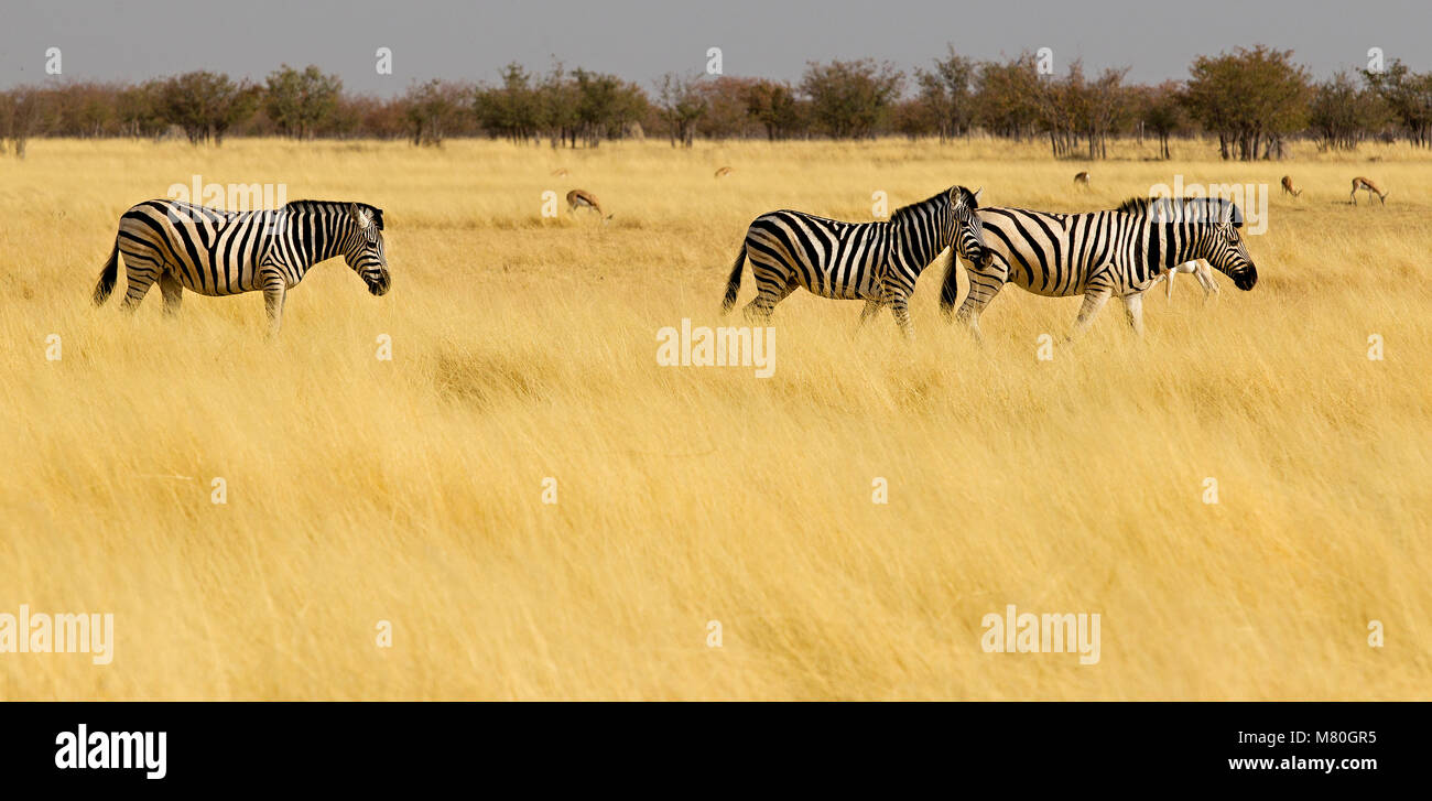 ETOSHA NP, la Namibie : la faune dans le Parc National d'Etosha, Namibie Banque D'Images