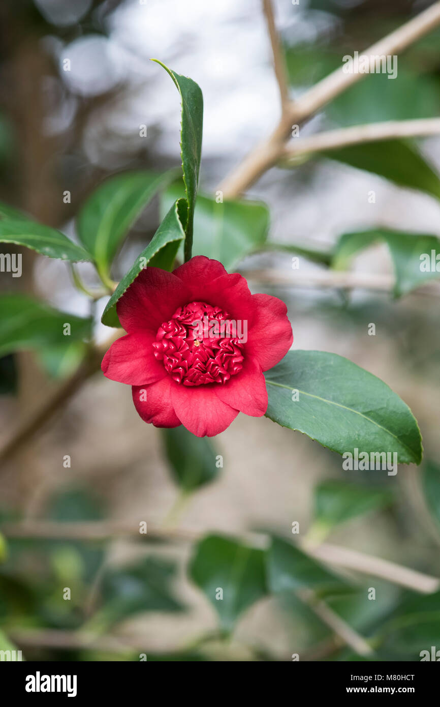 Camellia japonica 'Bob's tinsie' fleur en mars. Anémone rouge vif, sous forme de fleurs doubles. UK Banque D'Images