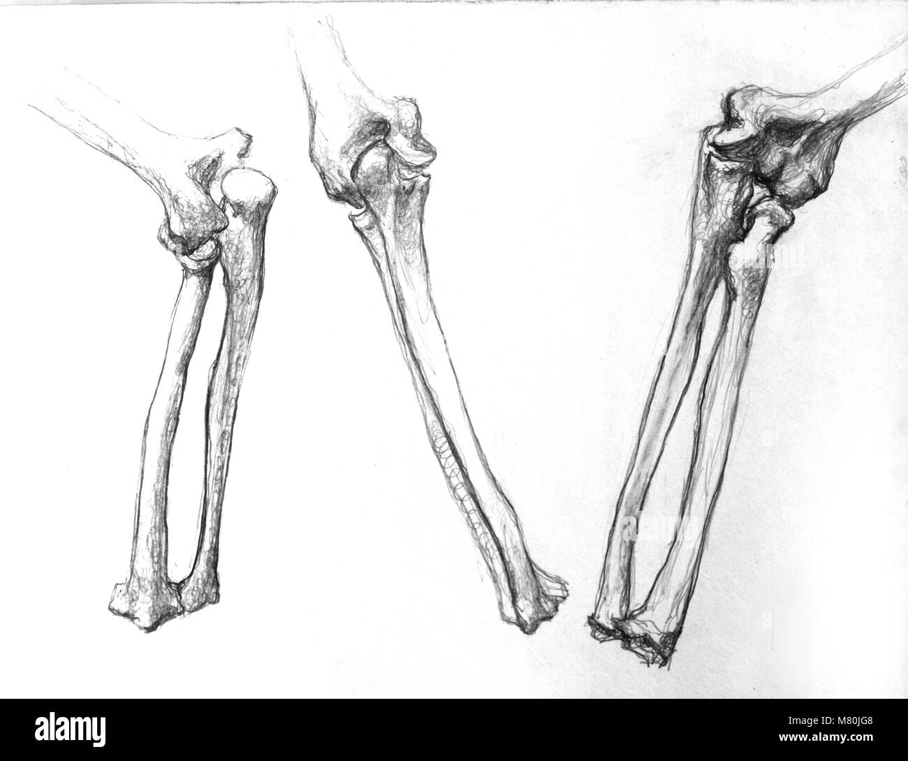 Dessin au crayon, dessin au crayon, croquis croquis Banque D'Images
