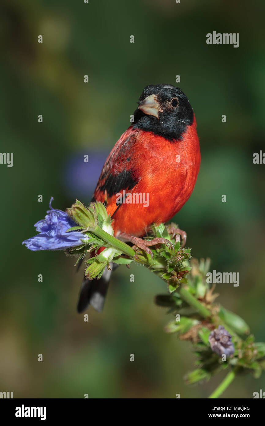 Tarin rouge mâle adulte perché Banque D'Images